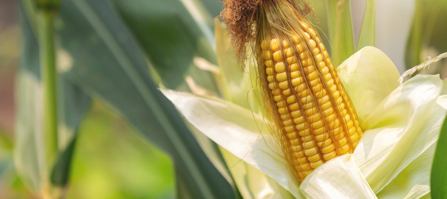 corn-stalk-ready-harvest-field_1150-21861